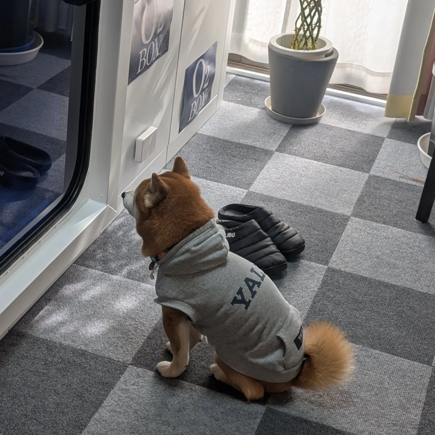 定期的な酸素補給でだるさや疲れを緩和しましょう♪♫